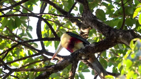 Calling Curl-crested Aracari, exotic tropical rainforest toucan bird animal Video stock 300718865