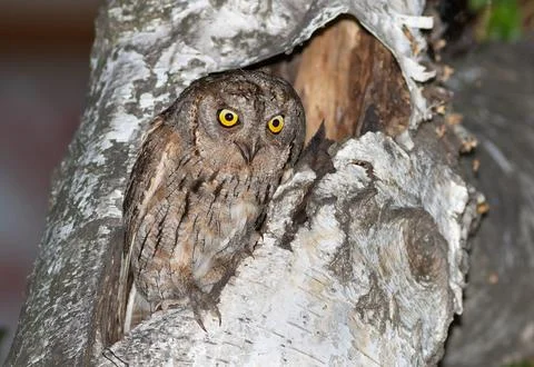 Calling Eurasian scops owl (Otus scops) with open beak perched on a tree at.. Stock Photos