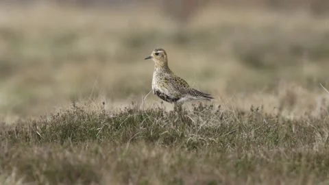 A calling Golden Plover, standing in heather in the moors in the pouring rain. Stock Footage 140452280
