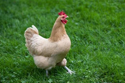 Calling hen squawking in the grass Stock Photos