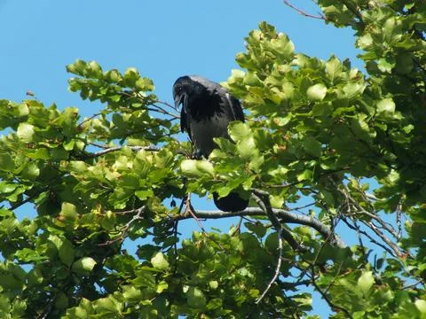 Calling Hooded Crow Stock Photos