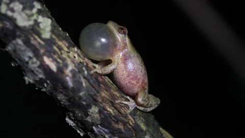 Calling male spring peeper (Pseudacris crucifer) Stock Footage 151181642