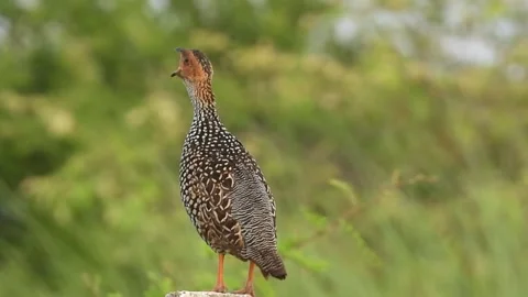 Calling of Painted Francolin Video stock 268705962