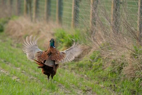Calling pheasant on the field Stock Photos