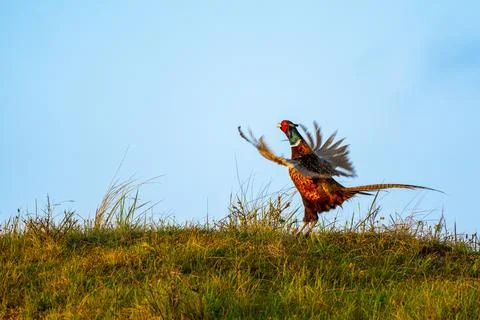 Calling pheasant on the field Stock Photos