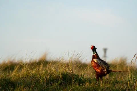 Calling pheasant on the field Stock Photos