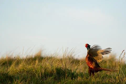 Calling pheasant on the field Stock Photos