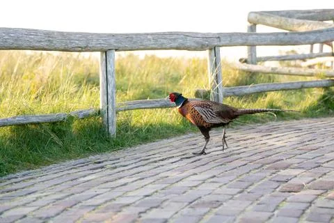 Calling pheasant on the field Stock Photos