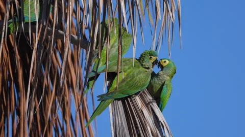 Calling Red-bellied Macaw parrot tropical bird rainforest South America Video stock 306561306
