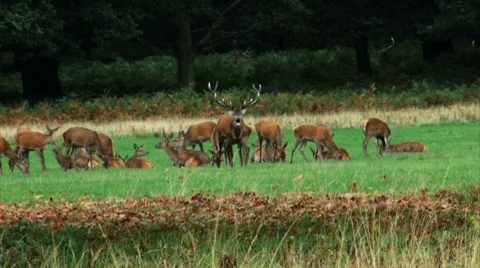 Calling stag Stock Footage 8521013