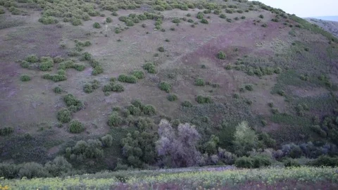 Calling Turkeys Stock Footage 107808924