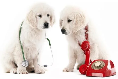 Calling the vet Stock Photos