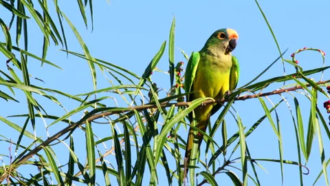 Calling vocal Peach-fronted Parakeet parrot bird tropical savanna South America Stock Footage 300830394