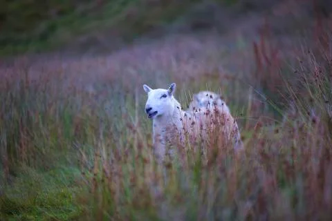 Calling white sheep  Stock Photos