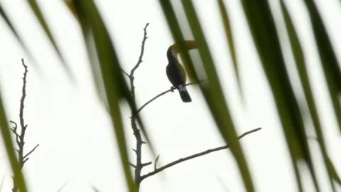 Calling wild Toco Toucan tropical bird rainforest perched in South America Stock Footage 301458901