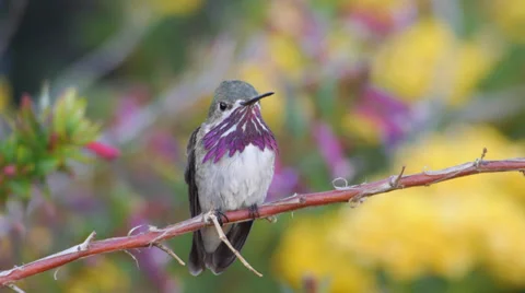 Calliope Hummingbird Stock Footage 37418541