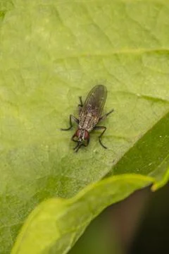 Calliphora vicina, large fly on a leaf Stock Photos