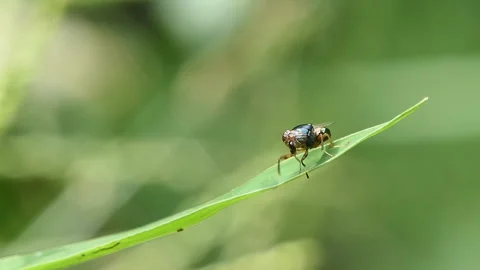 Calliphora vomitoria fly on green leaf in backyard. Stock-Footage 290762973