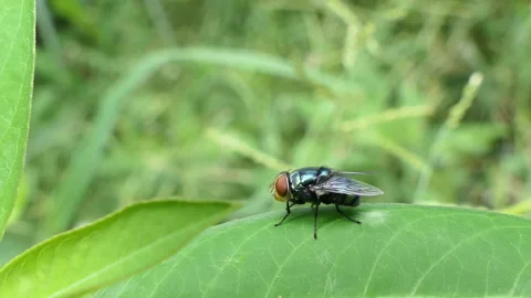 Calliphora vomitoria fly on green leaf in backyard. Stock-Footage 290763117