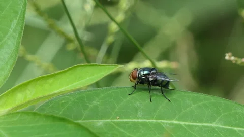 Calliphora vomitoria fly on green leaf in backyard. Stock Footage 290763321