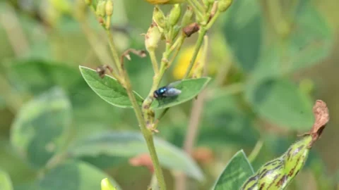 Calliphora vomitoria fly sitting on Pigeon pea leaf. Stock Footage 322154609