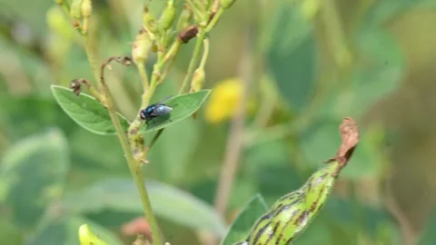 Calliphora vomitoria fly sitting on Pigeon pea leaf. Stock Footage 322154641