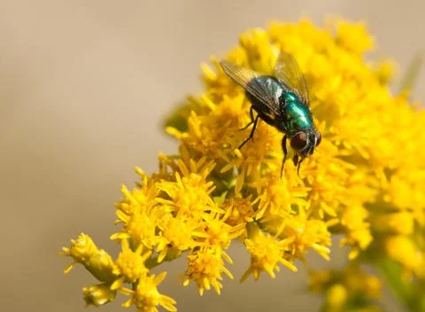 Calliphoridae fly closeup Stock Photos