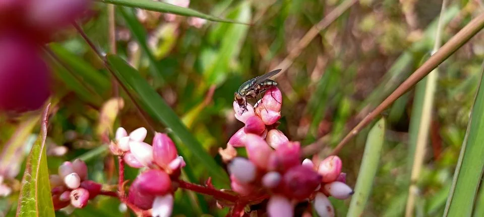 Calliphoridae Stock Photos