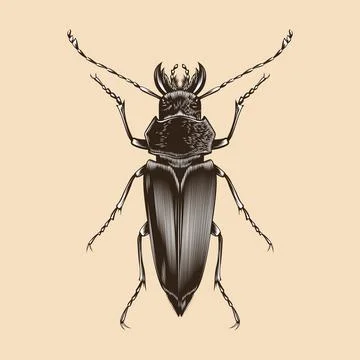 Callipogon illustration vector flat design Illustrazione stock