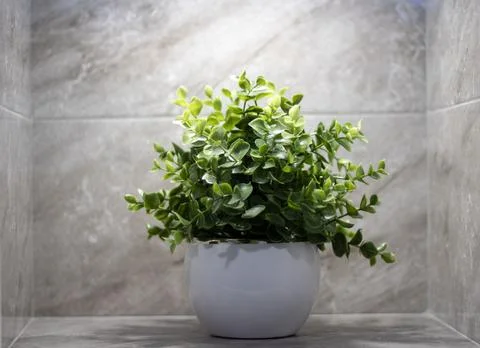 Callisia creeping close-up with copyspace Stock Photos