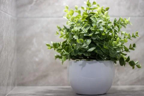 Callisia creeping close-up with copyspace Stock Photos