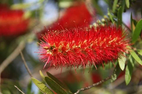 Callistemon blooming Stock Photos