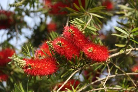 Callistemon blooming Stock Photos