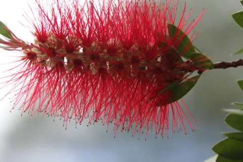 Callistemon blooming Stock Photos