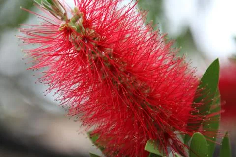 Callistemon blooming Stock Photos