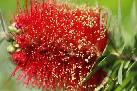 Callistemon blooming Stock Photos