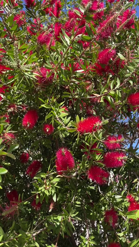 Callistemon citrinus blooming delicate beautiful red blossom spring closeup Stock Footage 334788026