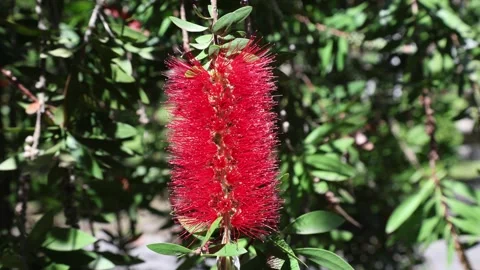 Callistemon citrinus Stock Footage 274069897