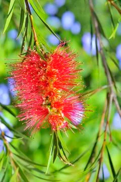 Callistemon citrinus Stock Photos