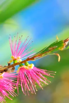 Callistemon citrinus Stock Photos