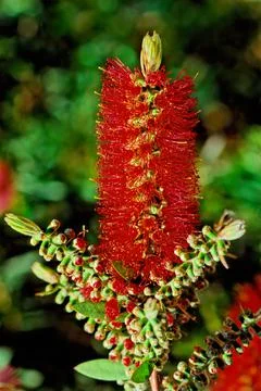Callistemon citrinus Stock Photos