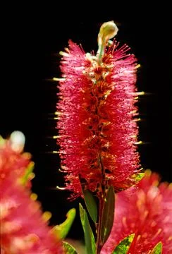 Callistemon citrinus Stock Photos
