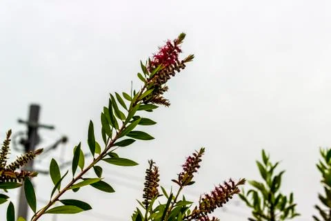 A Callistemon Closeup with Clean Background Stock Photos
