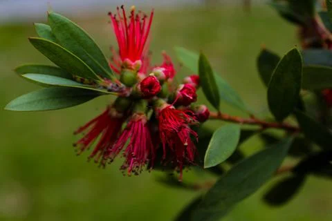 Callistemon first red flowers in spring on green background Stock Photos