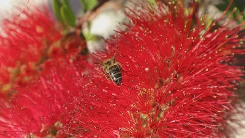 Callistemon flower and bee close up 스톡 동영상 337356720