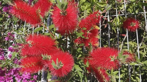 Callistemon flower and bees Video stock 337356698