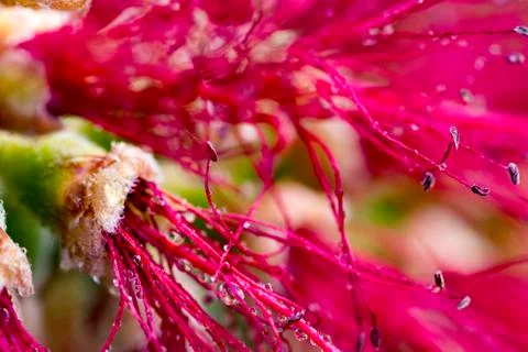 Callistemon flower branches Stock Photos
