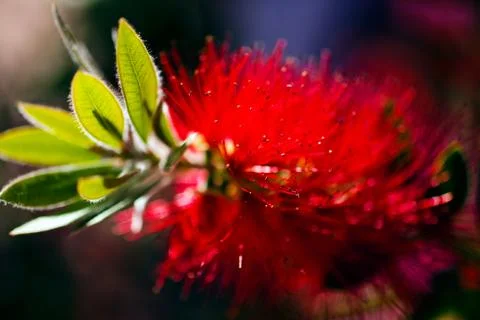 Callistemon flower Stock Photos