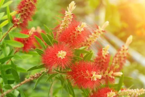 Callistemon flowers red tree Stock Photos