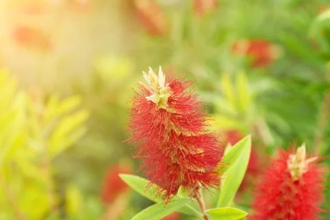 Callistemon flowers red tree Foto stock
